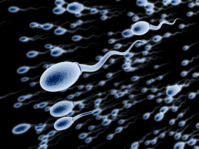 human sperm תאי זרע גברי